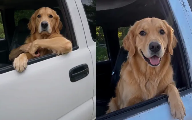 Two frames of a golden retriever at the window of a white pickup: on the left a human hand appears at the dog's chest, on the right the dog rests real paws on the window